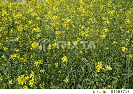 菜の花 81668718