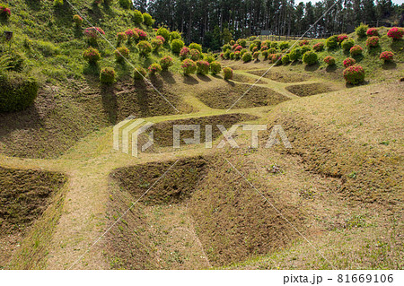 春の山中城跡の障子掘り 81669106