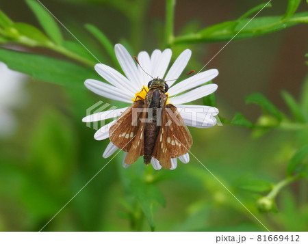 イチモンジセセリ 81669412