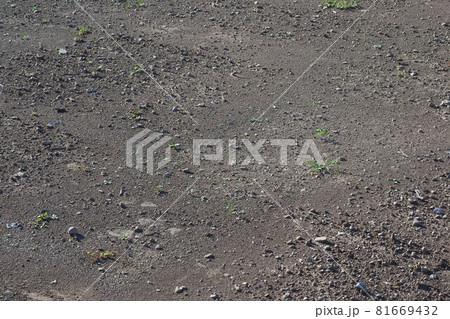 荒地　草原　野原　雑草　土地 81669432