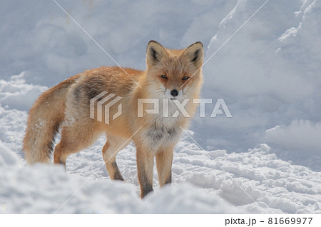モフモフ　冬のキタキツネ 81669977