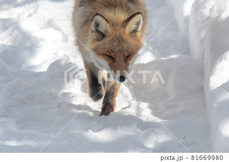 モフモフ　冬のキタキツネ 81669980
