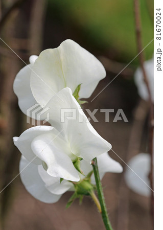 White sweet pea flowers in close up 81670024
