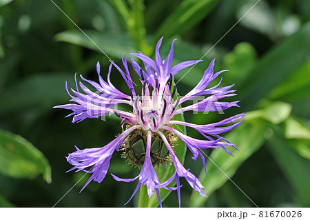 Violet perennial cornflower flower in close up Violet perennial cornflower flower in close up 81670026