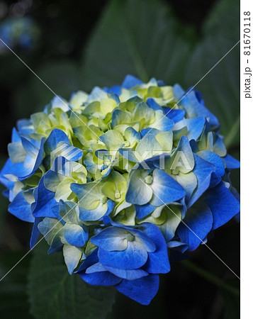 高幡不動尊の紫陽花 81670118