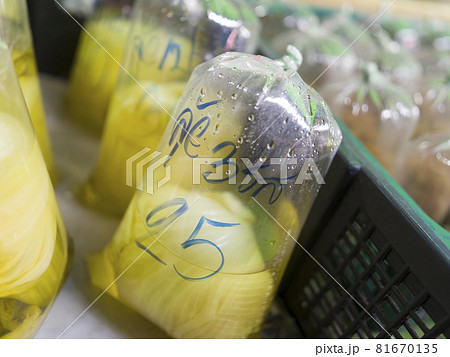 タイ メークローン市場 Talad Rom Hub (Mae Klong Train Market) 81670135