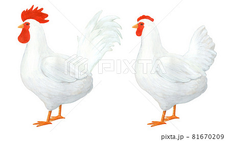 ニワトリ 雄鶏と雌鳥 手描き のイラスト素材