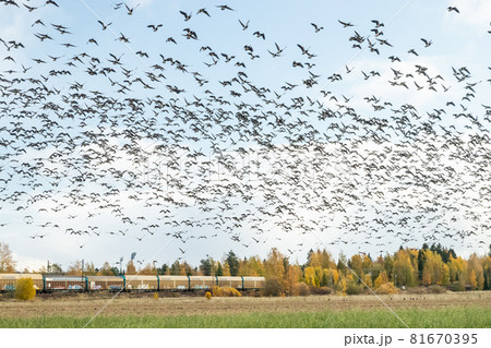 Kouvola, Finland - 5 October 2019: A big flock of barnacle gooses is flying above the field on train background. Birds are preparing to migrate south. 81670395