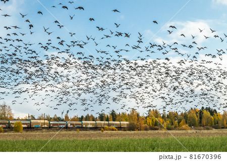Kouvola, Finland - 5 October 2019: A big flock of barnacle gooses is flying above the field on train background. Birds are preparing to migrate south. 81670396