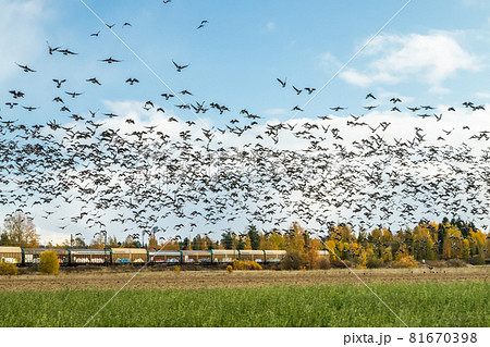 Kouvola, Finland - 5 October 2019: A big flock of barnacle gooses is flying above the field on train background. Birds are preparing to migrate south. 81670398