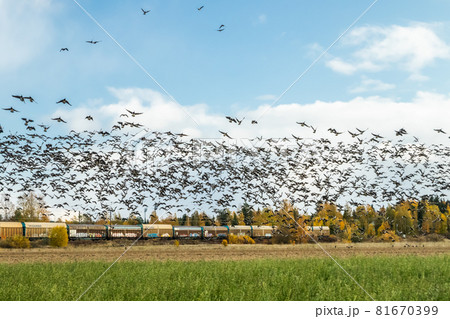 Kouvola, Finland - 5 October 2019: A big flock of barnacle gooses is flying above the field on train background. Birds are preparing to migrate south. 81670399