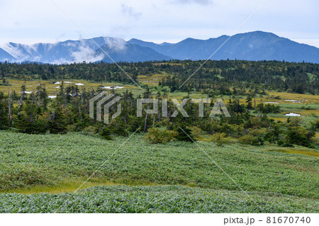 苗場山の山頂付近の湿原 81670740