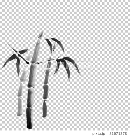 竹（墨の手描きイラスト） 81671278