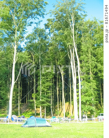 Camping site in the forest, Germany 81671494