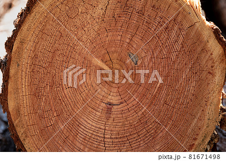 丸太の断面 年輪のテクスチャイメージ 丸太の断面 年輪のテクスチャイメージ 81671498