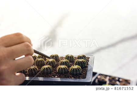 Hand of a woman holding a cactus pot. Close-up of a woman gardener transplanting succulents into a glass vase to create a botanic florarium. 81671552