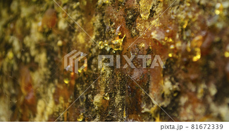 Amber drops of pine resin. Living three drops flow down the bark of the pine trunk. Organic life concept: leaking bright yellow drops of pine tar, resin, with a spider web on a light tree bark 81672339