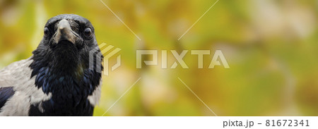 Head shot of a wild Carrion Crow, Corvus corone, against a green background. Head shot of a wild Carrion Crow, Corvus corone, against a green background. 81672341