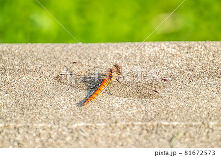 Close up of Common Darter dragonfly - sympetrum striolatum - in County Donegal - Ireland. Close up of Common Darter dragonfly - sympetrum striolatum - in County Donegal - Ireland. 81672573