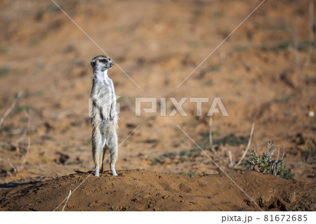 Meerkat in Kgalagadi transfrontier park, South Africa 81672685