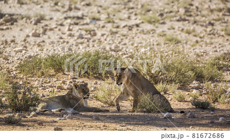 African lion in Kgalagadi transfrontier park, South Africa 81672686