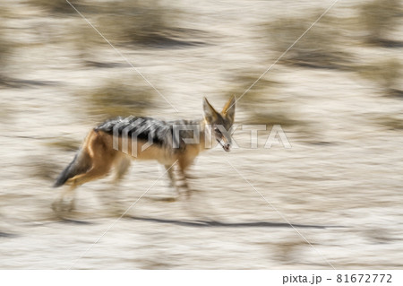 Black backed jackal in Kgalagadi transfrontier park, South Africa Black backed jackal in Kgalagadi transfrontier park, South Africa 81672772