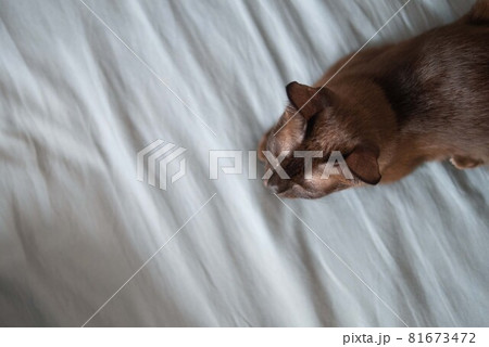 Chocolate brown kitten cat is looking at something on bed as pet concept 81673472