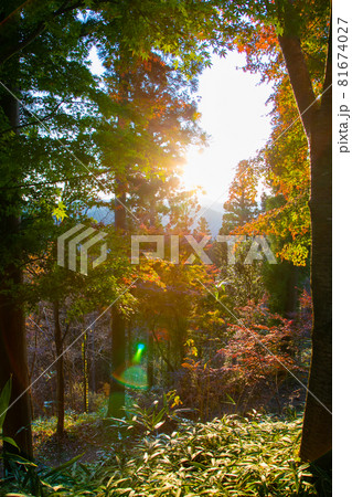 秋の夕暮れ 明知城跡 白鷹城 明智光秀ゆかりの地 岐阜県恵那市史跡 秋の夕暮れ 明知城跡 白鷹城 明智光秀ゆかりの地 岐阜県恵那市史跡 81674027
