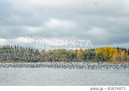 A big flock of barnacle gooses is taking off from the river Kymijoki. Birds are preparing to migrate south. A big flock of barnacle gooses is taking off from the river Kymijoki. Birds are preparing to migrate south. 81674071