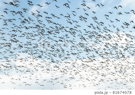 A big flock of barnacle gooses is flying on a blue sky background. Birds are preparing to migrate south. 81674078