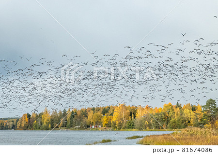 A big flock of barnacle gooses is flying above the river Kymijoki. Birds are preparing to migrate south. 81674086