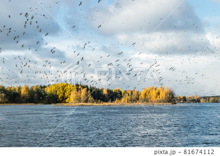 A big flock of barnacle gooses is flying above the river Kymijoki and sitting on water. Birds are preparing to migrate south. A big flock of barnacle gooses is flying above the river Kymijoki and sitting on water. Birds are preparing to migrate south. 81674112