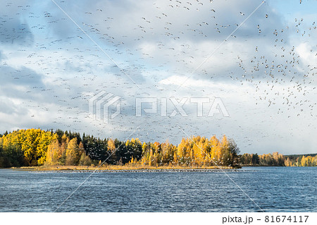 A big flock of barnacle gooses is flying above the river Kymijoki and sitting on water. Birds are preparing to migrate south. A big flock of barnacle gooses is flying above the river Kymijoki and sitting on water. Birds are preparing to migrate south. 81674117