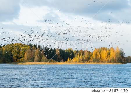 A big flock of barnacle gooses is flying above the river Kymijoki. Birds are preparing to migrate south. A big flock of barnacle gooses is flying above the river Kymijoki. Birds are preparing to migrate south. 81674150