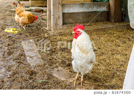 Free range chicken on organic animal farm freely grazing in yard on ranch background. Hen chickens graze on natural eco farm. Modern animal livestock and ecological farming. Animal rights concept. 81674300