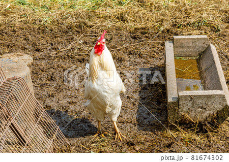 Free range chicken on organic animal farm freely grazing in yard on ranch background. Hen chickens graze on natural eco farm. Modern animal livestock and ecological farming. Animal rights concept. 81674302
