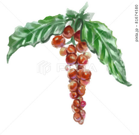 収穫前のコーヒー豆の水彩イラスト 81674580