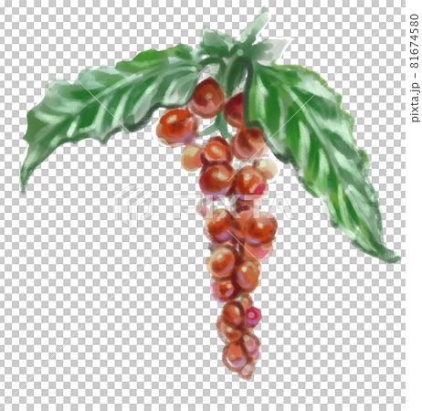 収穫前のコーヒー豆の水彩イラスト 81674580
