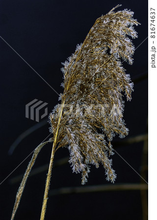 Common reed (Phragmites australis) - flower in British park 81674637