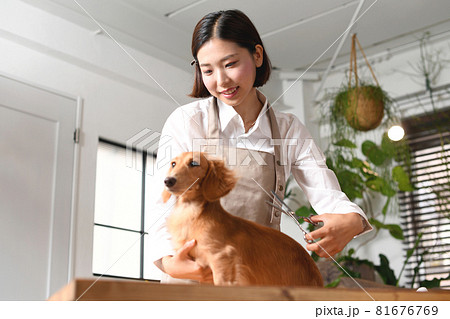 犬(ペット)のトリミングやカットをするトリマーの若い女性 犬(ペット)のトリミングやカットをするトリマーの若い女性 81676769