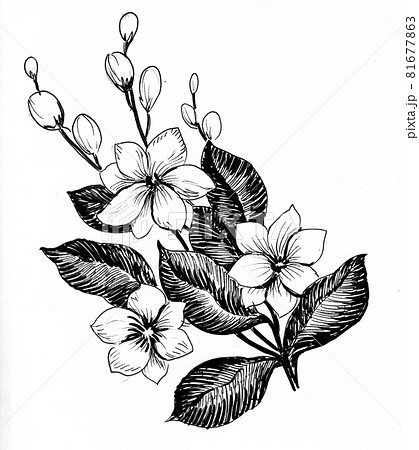 Blossoming jasmine flower. Ink black and whiteのイラスト素材