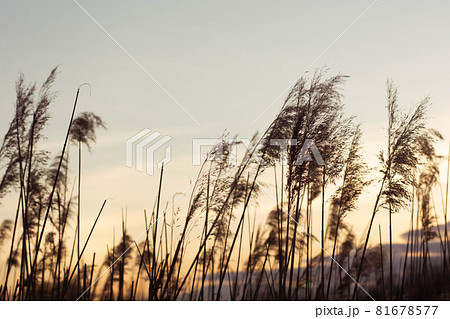 Pampas grass in the sky background. Abstract natural background of soft plants Cortaderia selloana. Plants Holcus Lanatus similar to feather dusters. 81678577