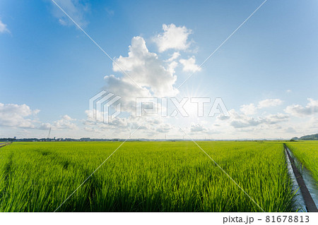 青空　稲田　風景 81678813