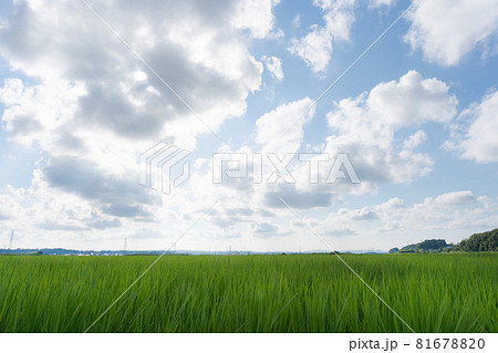 青空 稲田 風景 青空 稲田 風景 81678820