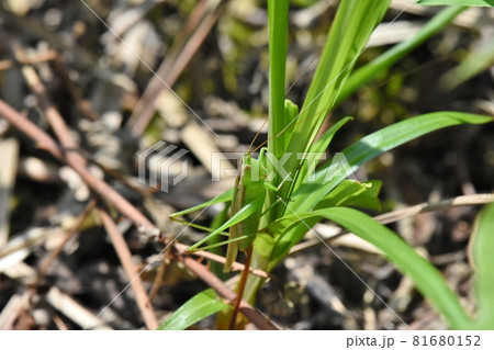 草に止まったバッタの仲間 81680152