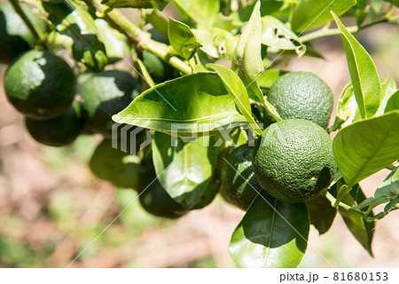 徳島県産の露地スダチ 徳島県産の露地スダチ 81680153