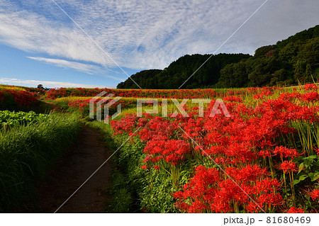 葛城一言主神社周辺のヒガンバナ 81680469