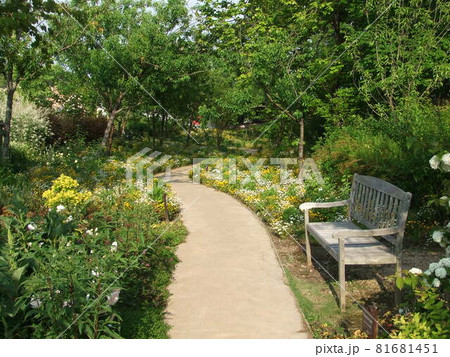 緑がまぶしい小道にあるベンチ 緑がまぶしい小道にあるベンチ 81681451