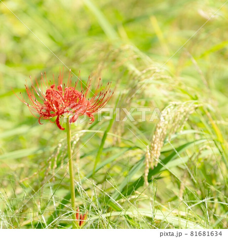 秋の景色を色鮮やかに染め上げる彼岸花 81681634