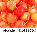 みずみずしい山形のさくらんぼ 81681798